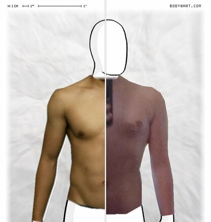 Torso Comparison
