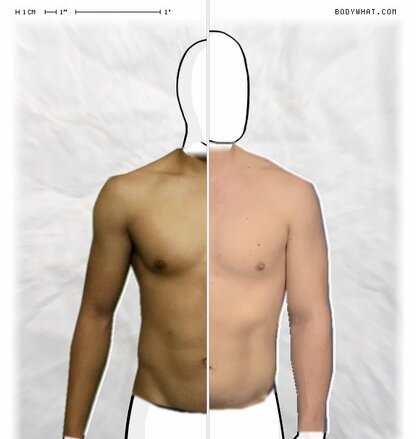 Torso Comparison