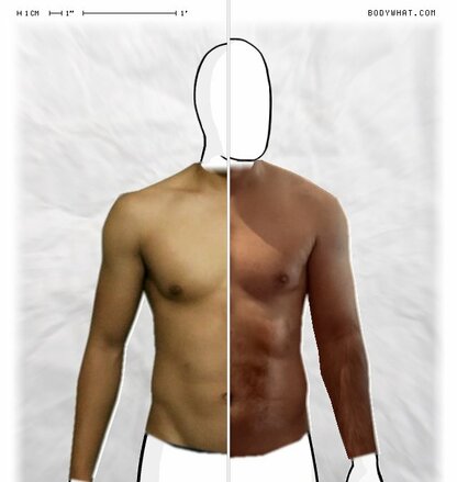 Torso Comparison