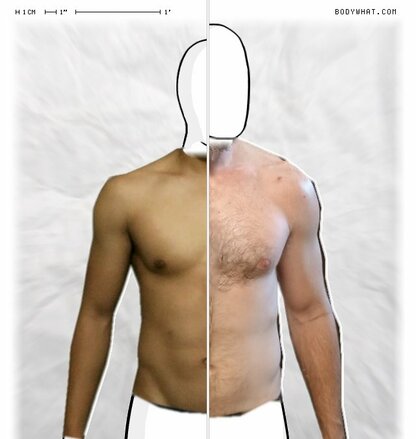 Torso Comparison