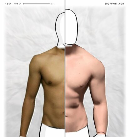 Torso Comparison