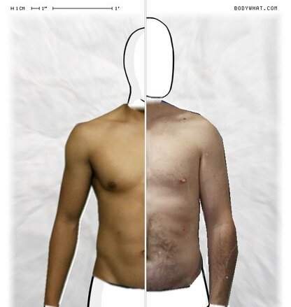 Torso Comparison