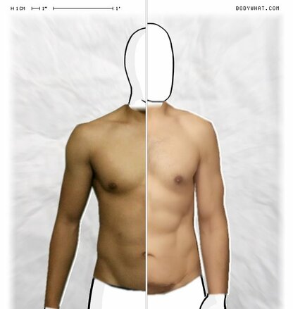 Torso Comparison