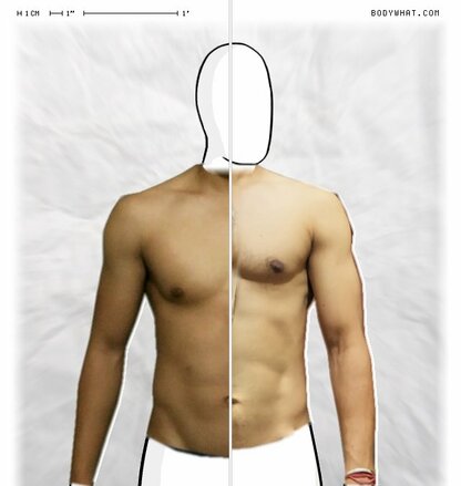 Torso Comparison
