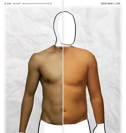 Torso Comparison