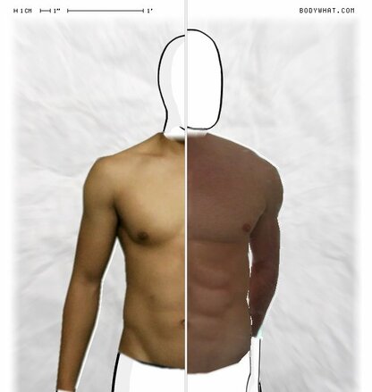 Torso Comparison