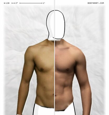 Torso Comparison
