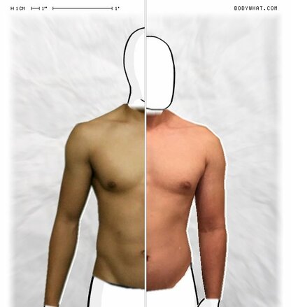 Torso Comparison