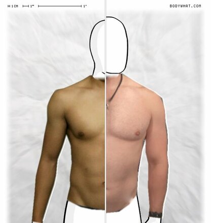 Torso Comparison