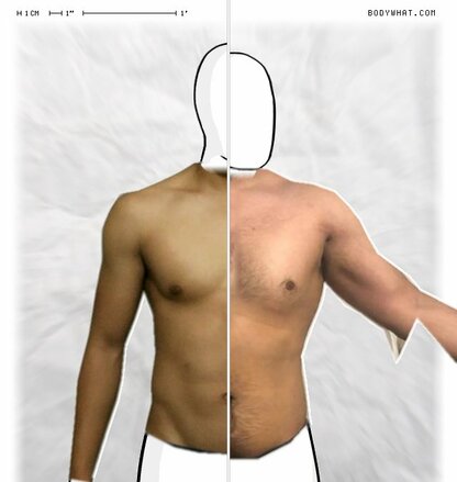 Torso Comparison