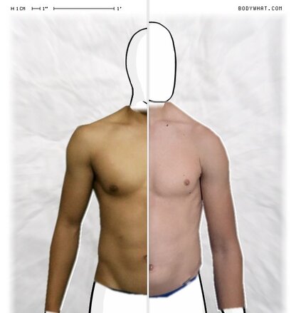 Torso Comparison