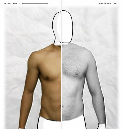 Torso Comparison