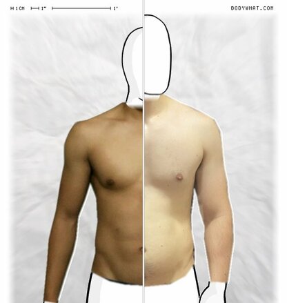 Torso Comparison