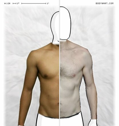 Torso Comparison