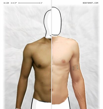 Torso Comparison