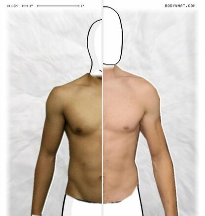 Torso Comparison