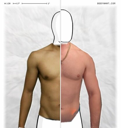 Torso Comparison