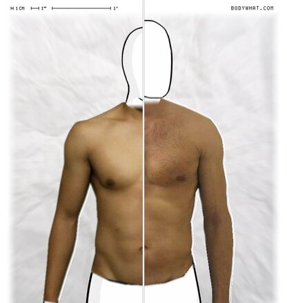 Torso Comparison