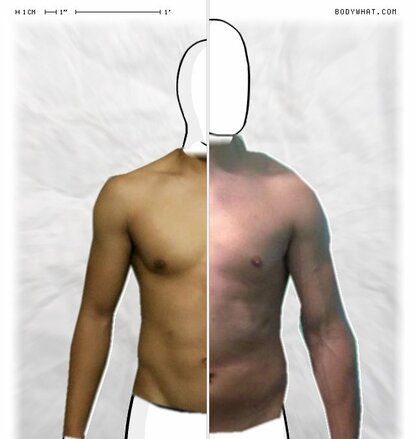 Torso Comparison