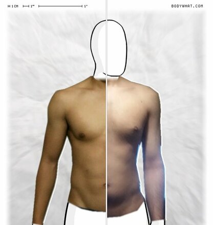 Torso Comparison