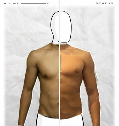 Torso Comparison