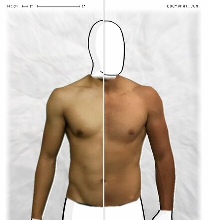 Torso Comparison