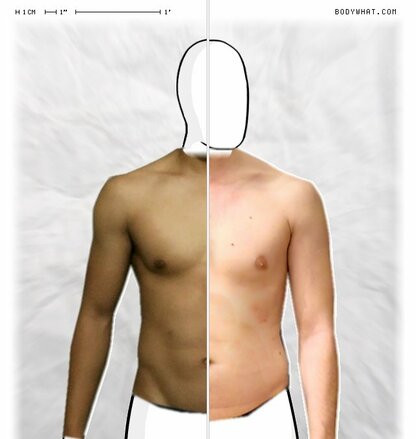 Torso Comparison