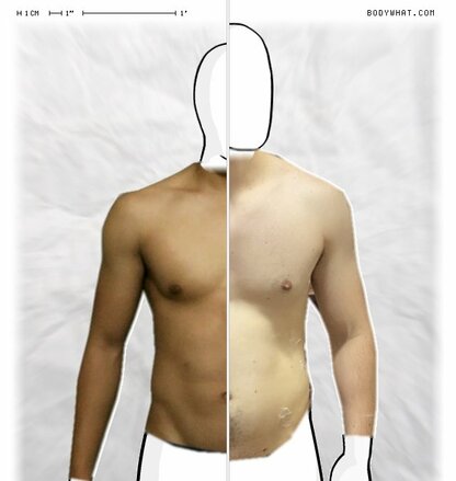 Torso Comparison