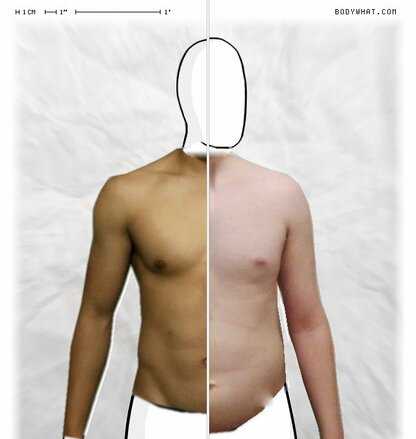 Torso Comparison