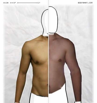 Torso Comparison
