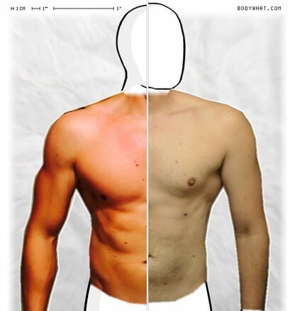 Torso Comparison