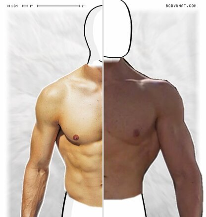 Torso Comparison