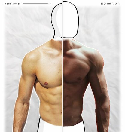Torso Comparison