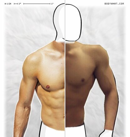 Torso Comparison