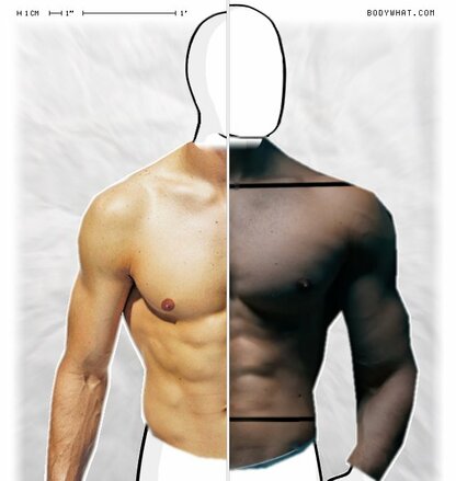 Torso Comparison