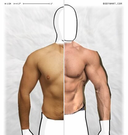 Torso Comparison