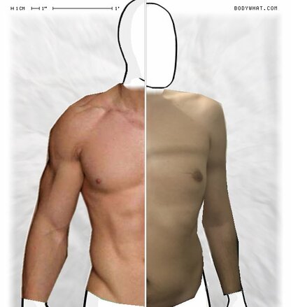 Torso Comparison