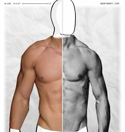 Torso Comparison