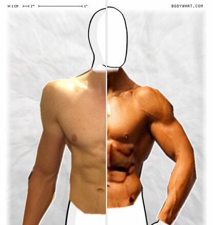 Torso Comparison