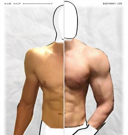 Torso Comparison