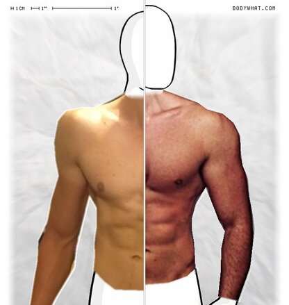 Torso Comparison