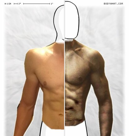 Torso Comparison