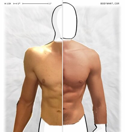 Torso Comparison