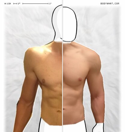 Torso Comparison