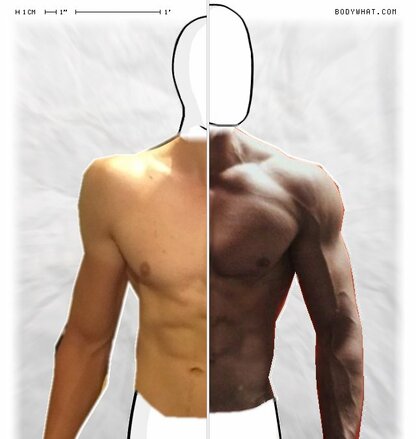 Torso Comparison