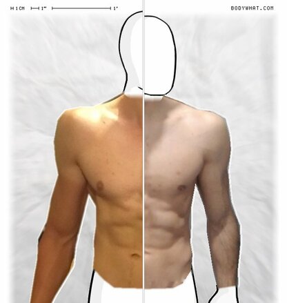 Torso Comparison