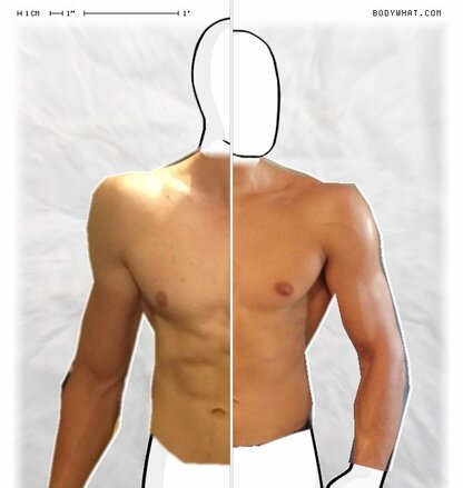 Torso Comparison