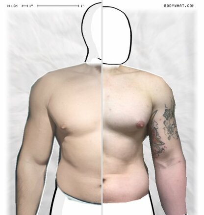 Torso Comparison