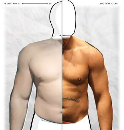 Torso Comparison