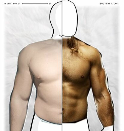 Torso Comparison